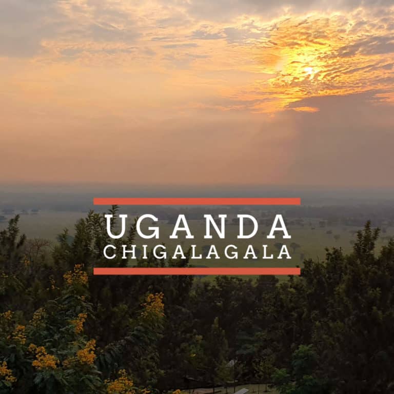 Badger and Dodo Coffee Roasters: Sunset view over a green landscape with scattered trees. The sky is painted with orange and yellow hues. Text on the image reads Uganda Chigalagala in bold letters.