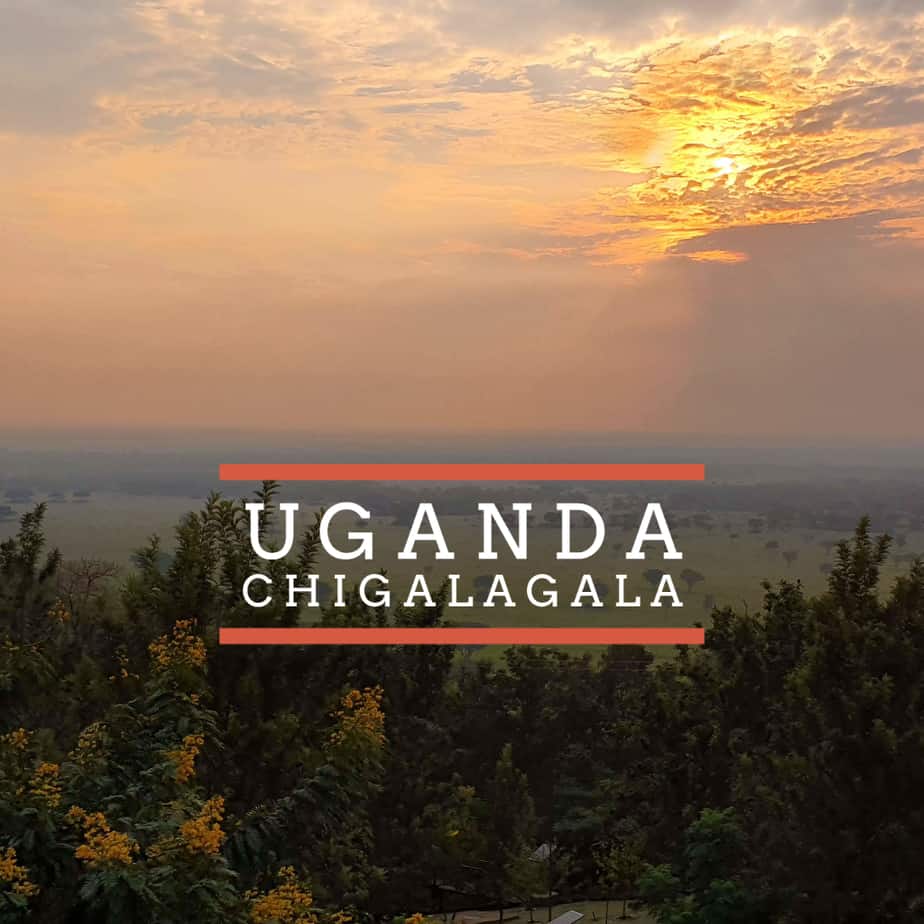 Badger and Dodo Coffee Roasters: Sunset view over a green landscape with scattered trees. The sky is painted with orange and yellow hues. Text on the image reads Uganda Chigalagala in bold letters.