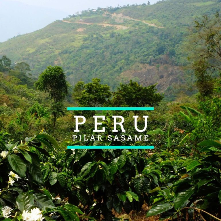 Badger and Dodo Coffee Roasters: A lush green landscape in Peru showcases dense foliage and distant hills. Overlaid text reads PERU and PILAR SASAME in white and turquoise, highlighting the single origin charm of this breathtaking destination.