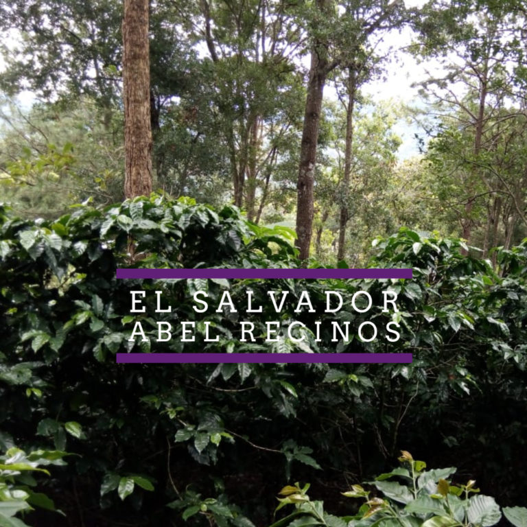 Badger and Dodo Coffee Roasters: Dense green coffee plants with broad leaves in a plantation setting, surrounded by tall trees and under a cloudy sky. Overlaid text reads El Salvador Abel Reginos in white capital letters on a purple-hued background.