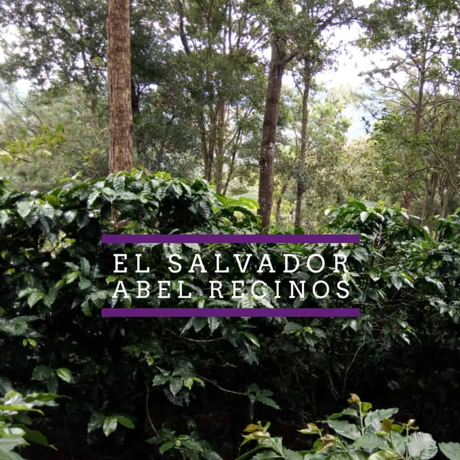 Badger and Dodo Coffee Roasters: Dense green coffee plants with broad leaves in a plantation setting, surrounded by tall trees and under a cloudy sky. Overlaid text reads El Salvador Abel Reginos in white capital letters on a purple-hued background.