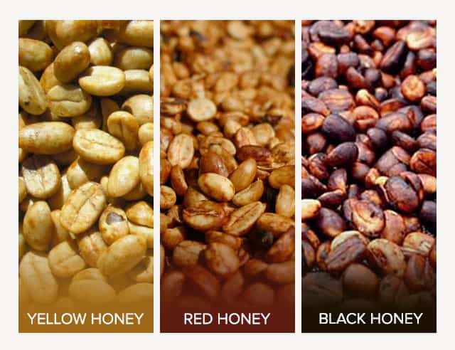 Badger and Dodo Coffee Roasters: Close-up of three types of honey-processed coffee beans. Left: Yellow honey beans. Center: Red honey beans. Right: Black honey beans. Honey processing gives each type its distinct color and texture, ranging from light to dark.