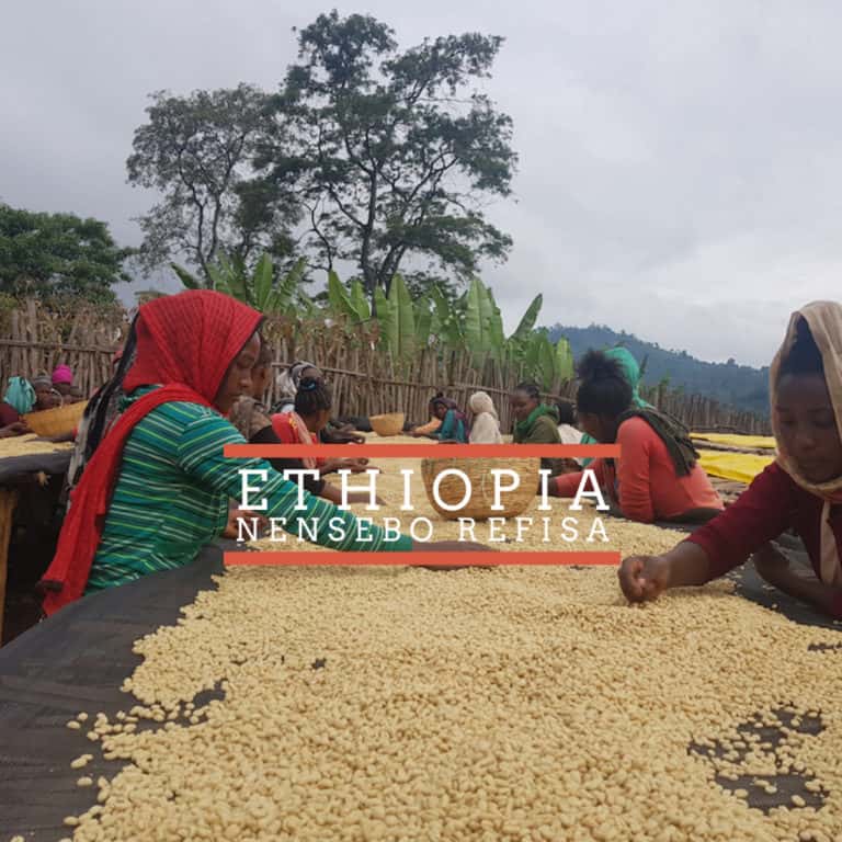 Badger and Dodo Coffee Roasters: People sorting coffee beans on large tables outdoors in Ethiopia, set against a backdrop of trees and hills. Text on the image reads Ethiopia Nensebo Refisa.