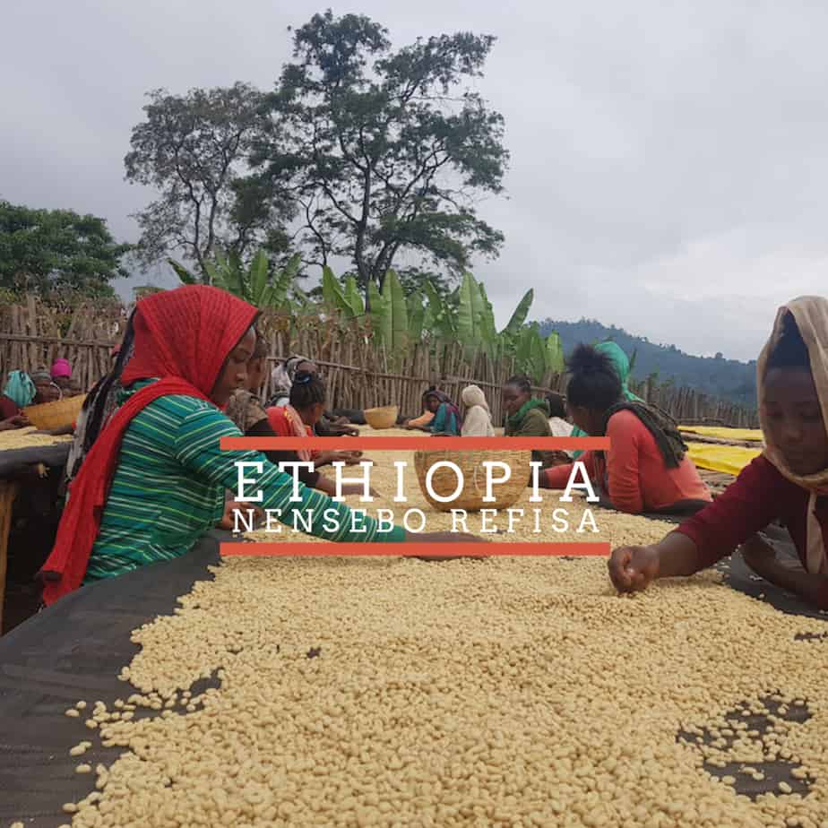 Badger and Dodo Coffee Roasters: People sorting coffee beans on large tables outdoors in Ethiopia, set against a backdrop of trees and hills. Text on the image reads Ethiopia Nensebo Refisa.