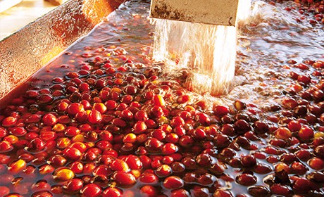 Badger and Dodo Coffee Roasters: A large quantity of red tomatoes undergoes washed processing in an industrial setting. Water cascades over them, creating foam and ripples as they shine with freshness, reflecting light in the washing channel.