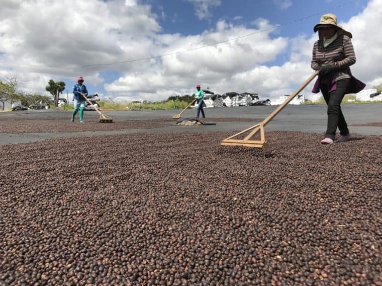 Badger and Dodo Coffee Roasters: Three people are naturally processing coffee beans in the sun, using wooden rakes on a large dark surface under a partly cloudy sky. Trees and white structures form the backdrop to this harmonious scene.