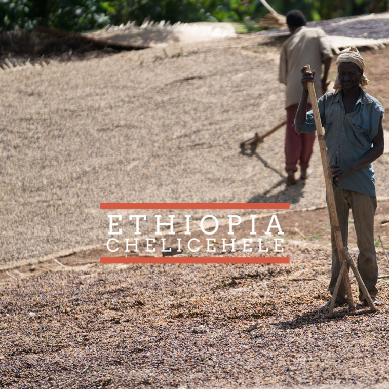 Badger and Dodo Coffee Roasters: Two people manually process single-origin coffee beans spread out to dry under the Ethiopian sun. One person rakes while another walks in the background. The text Ethiopia Chelichele is overlaid on the image, capturing this moment of artisanal dedication.