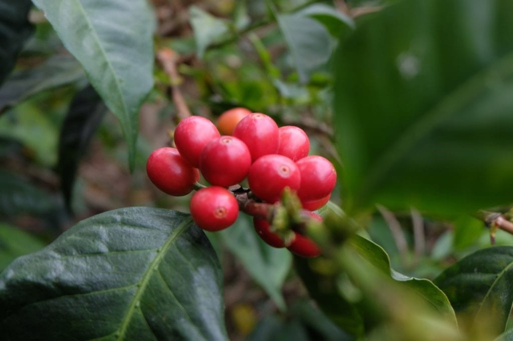 Limited Edition Colombia – La Estrella Pink Bourbon