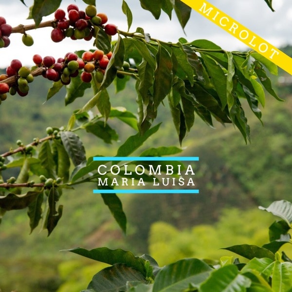Badger and Dodo Coffee Roasters: Branches with ripe and unripe coffee cherries hang against a background of lush green hills. The text reads Colombia Maria Luisa with a yellow banner labeled Microlot at the top right corner.