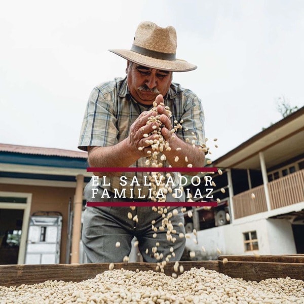 Badger and Dodo Coffee Roasters: A man in a hat and plaid shirt sifts Honey Pacamara El Salvador Familia Diaz coffee beans through his hands over a drying bed, with a charming wooden building in the background.