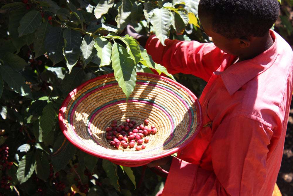 Limited Edition Ethiopian - Hambela Wamena IMG 0747