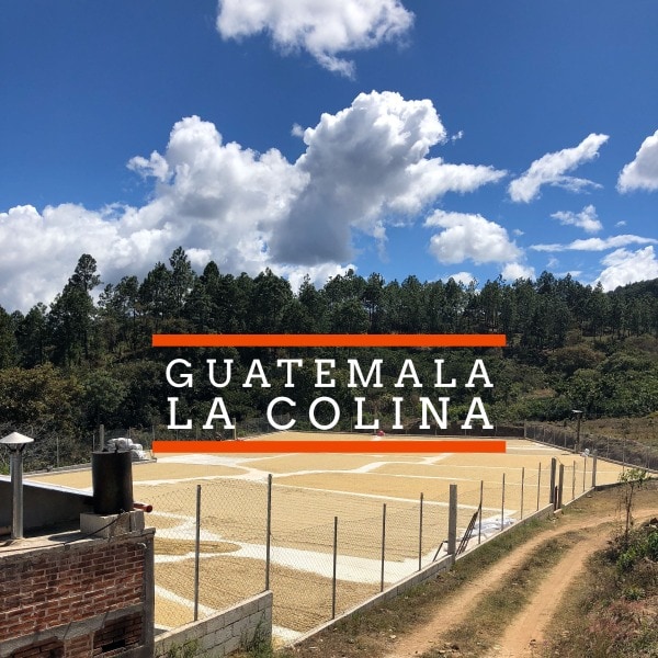 Badger and Dodo Coffee Roasters: A rural landscape with a field enclosed by a fence, set against a backdrop of trees and a blue sky with clouds. Text overlay reads Guatemala La Colina. A small building is partially visible in the foreground.