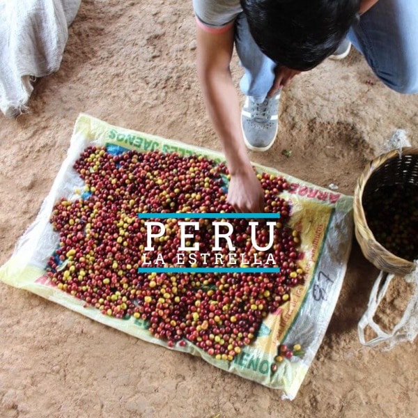 Badger and Dodo Coffee Roasters: Amidst a woven basket, a person sorts vibrant coffee cherries on an open sack with unwavering focus. Peru La Estrella is gracefully overlaid on the scene.