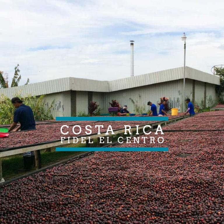 Badger and Dodo Coffee Roasters: People in blue uniforms sort coffee cherries on large drying tables under a cloudy sky. A modern building is in the background, with Costa Rica Fidel El Centro written in the foreground.