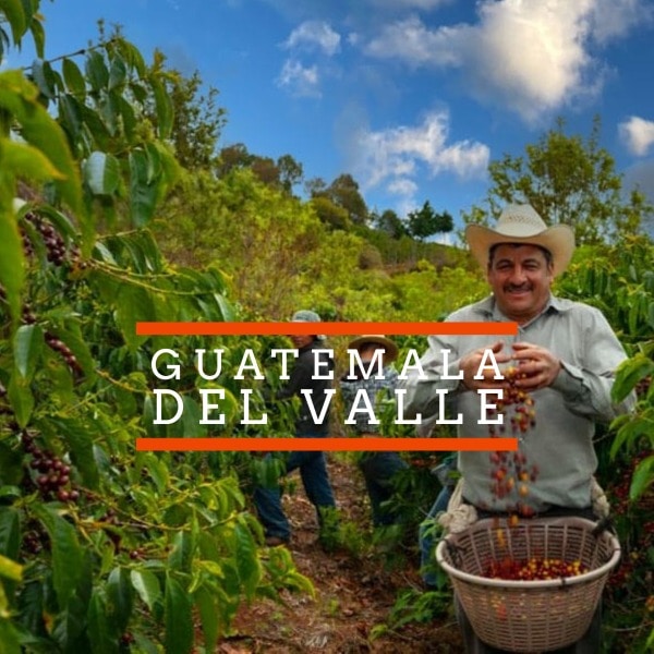 Badger and Dodo Coffee Roasters: A man wearing a hat smiles while holding a basket of ripe, red coffee cherries amidst lush green coffee plants under Guatemalas clear blue sky. The image features the text Guatemala Del Valle.