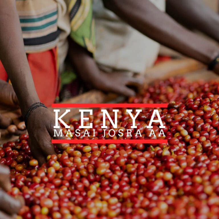 Badger and Dodo Coffee Roasters: People sorting a large pile of red coffee cherries capture the authentic essence of Kenya. Elegantly overlaid text reads Kenya-Masai Josra AA.