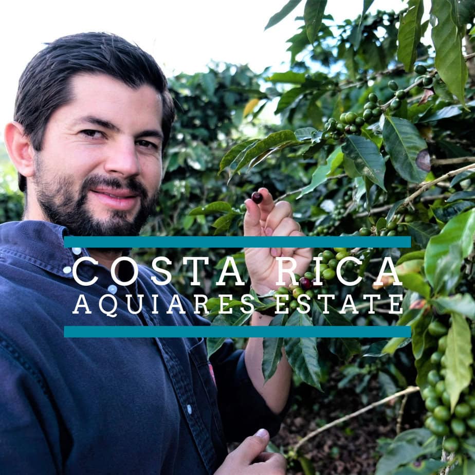 Badger & Dodo. A man picks coffee cherries on a plantation with the text Costa Rica – Aquiares Estate overlayed.