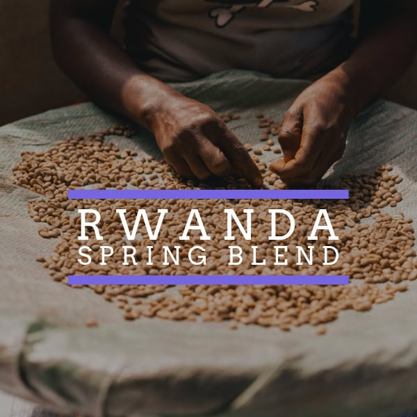 Badger & Dodo. A person sorts coffee beans by hand, with the product name Rwanda Spring Blend displayed on the image.