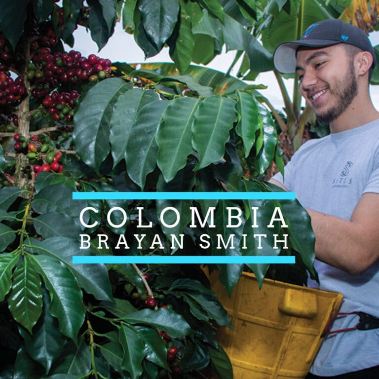 Badger & Dodo. A man harvests coffee cherries for COLOMBIA–Brayan Smith Pink Bourbon, smiling and wearing a cap, surrounded by lush green coffee plants in the Colombian countryside.