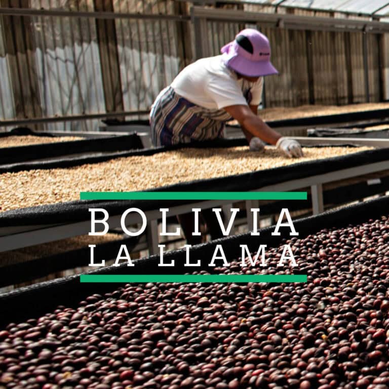 Badger & Dodo. A worker sorts coffee beans on drying racks, with Bolivias rich coffee heritage celebrated by the Bolivia-La Llama name displayed over the image.