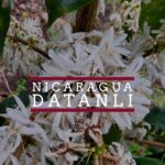 Close-up of clusters of white coffee flowers on a leafy coffee plant, with overlaid text reading “NICARAGUA DATANLI” between two burgundy horizontal lines.
